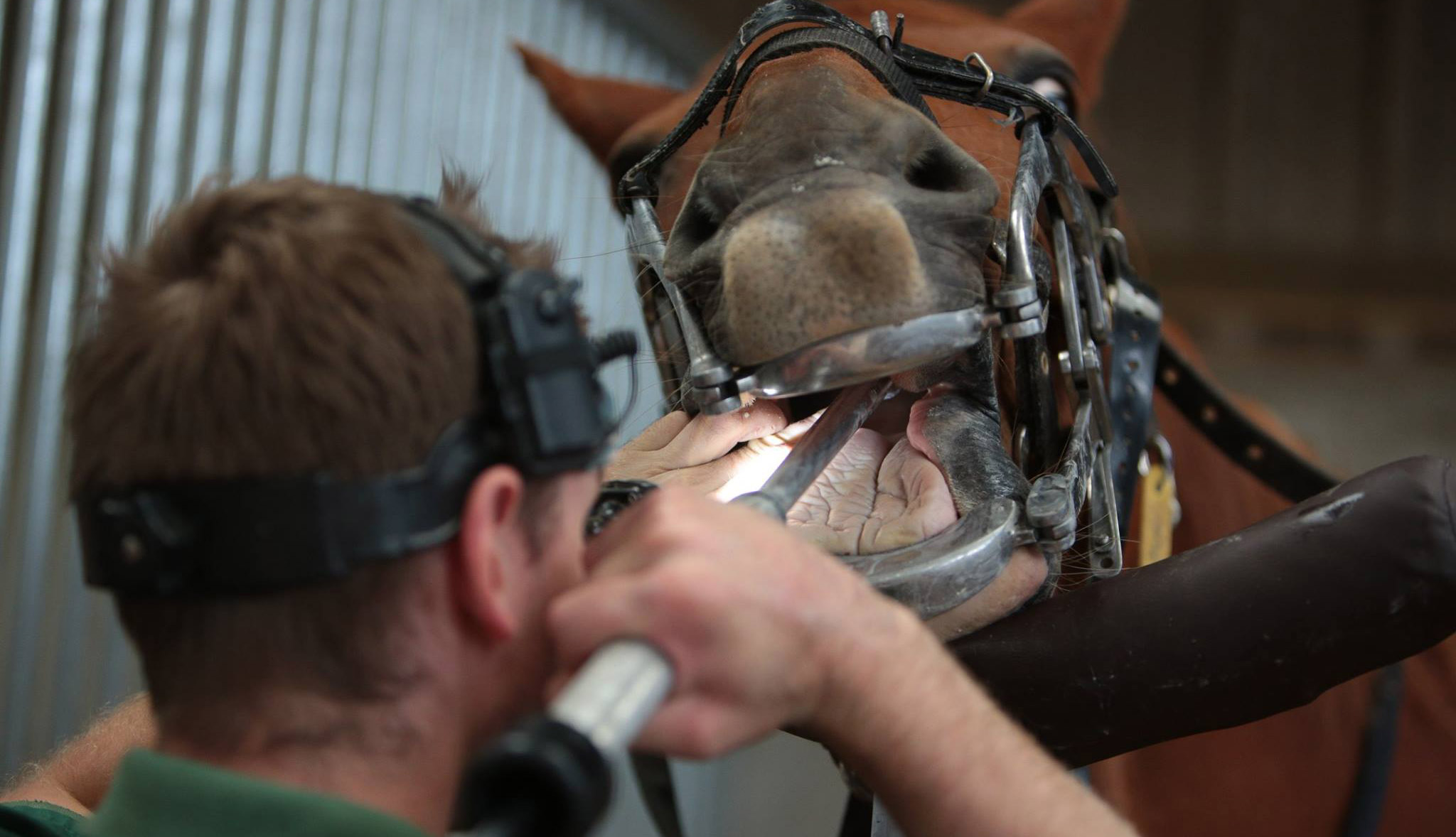 British Association of Equine Dental Technicians PERFORMANCE